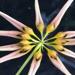 Bulbophyllum Meen Sassy Girl-Flowering Size